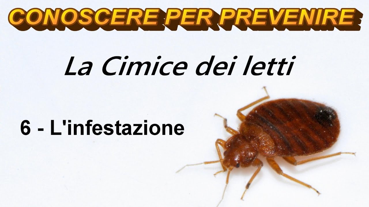La Cimice dei Letti: 6 - L'infestazione