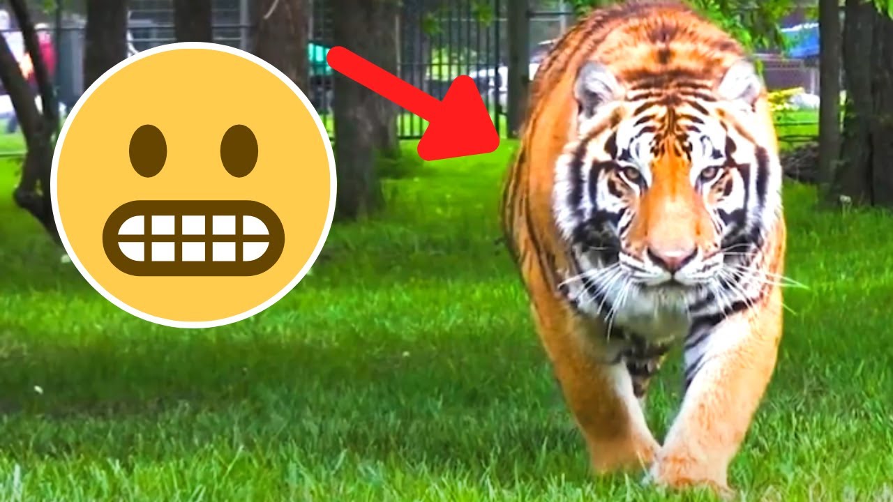 6 Tiger Encounters That Will Terrify You