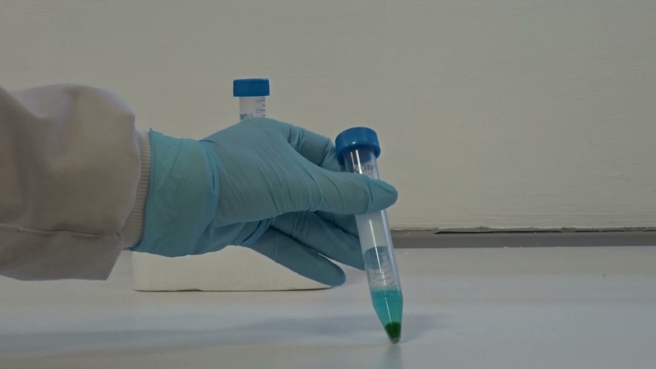 Algal pigments