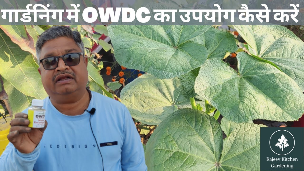गार्डनिंग में OWDC का उपयोग कैसे करें || OWDC || Terrace Gardening || Kitchen Gardening | #gardening