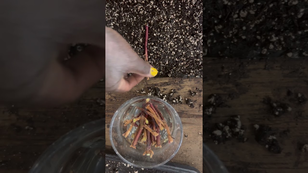 The sushi roll method of propgations