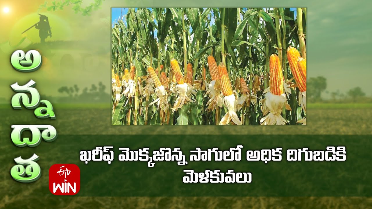 ఖరీఫ్‌ మొక్కజొన్న సాగులో అధిక దిగుబడికి  మెళకువలు | Tips for kharif maize farming for good yields
