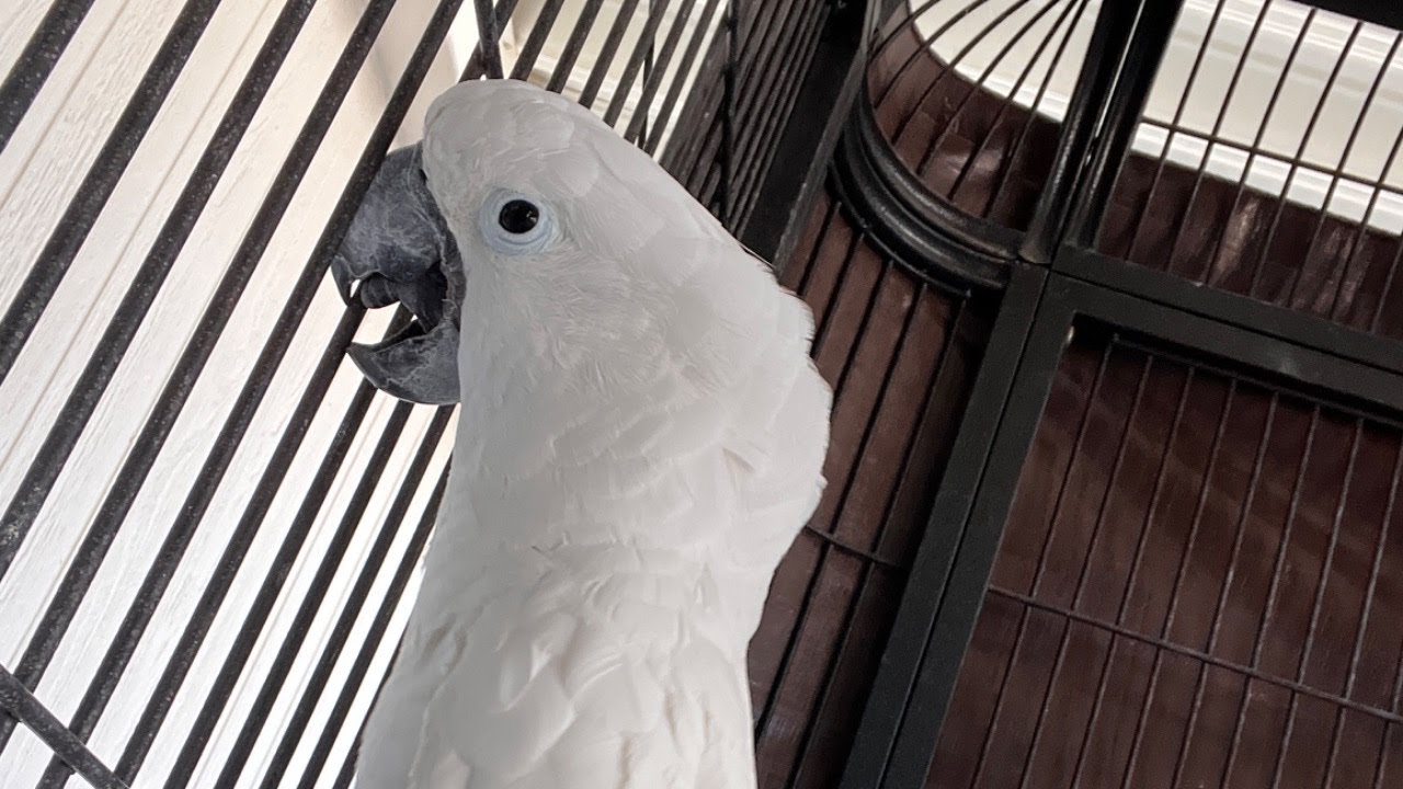 Time-Outs That Teach: Using Timeouts to Guide Parrot Behavior