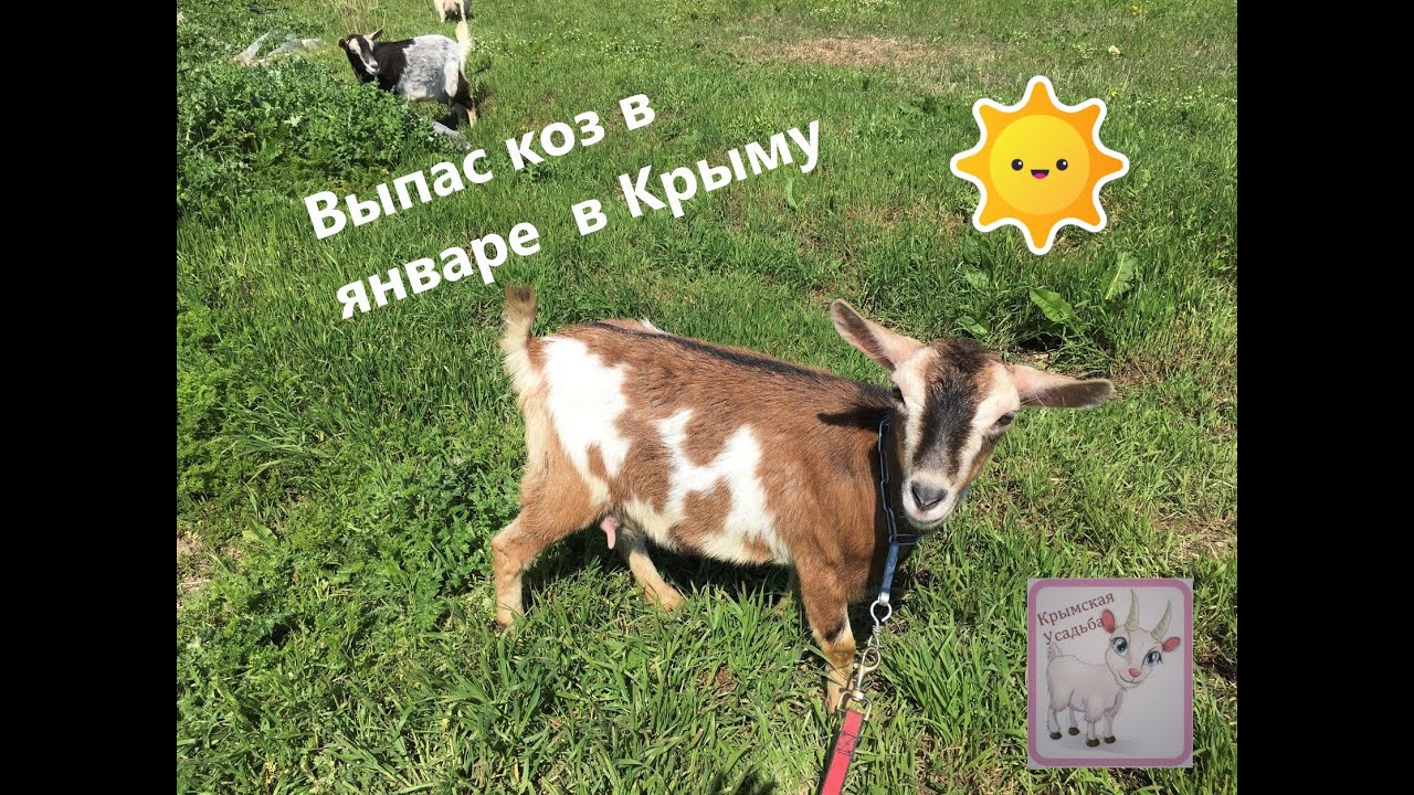 Почему Камерунские 🐐 козы мне очень нравятся . Немного о баране  🐑 Дорпере. Выпас в январе.