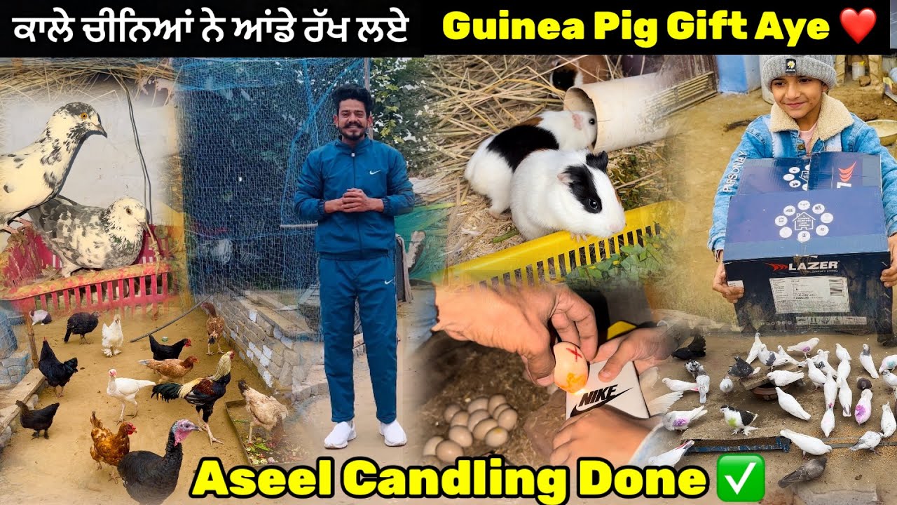 ਕਾਲੇ ਚੀਨਿਆਂ ਨੇ ਆਂਡੇ ਰੱਖ ਲਏ🕊️| Aseel Eggs Di Candling Kri || GUNIEA Pig Gift Aye🎁❤️|| #pigeon