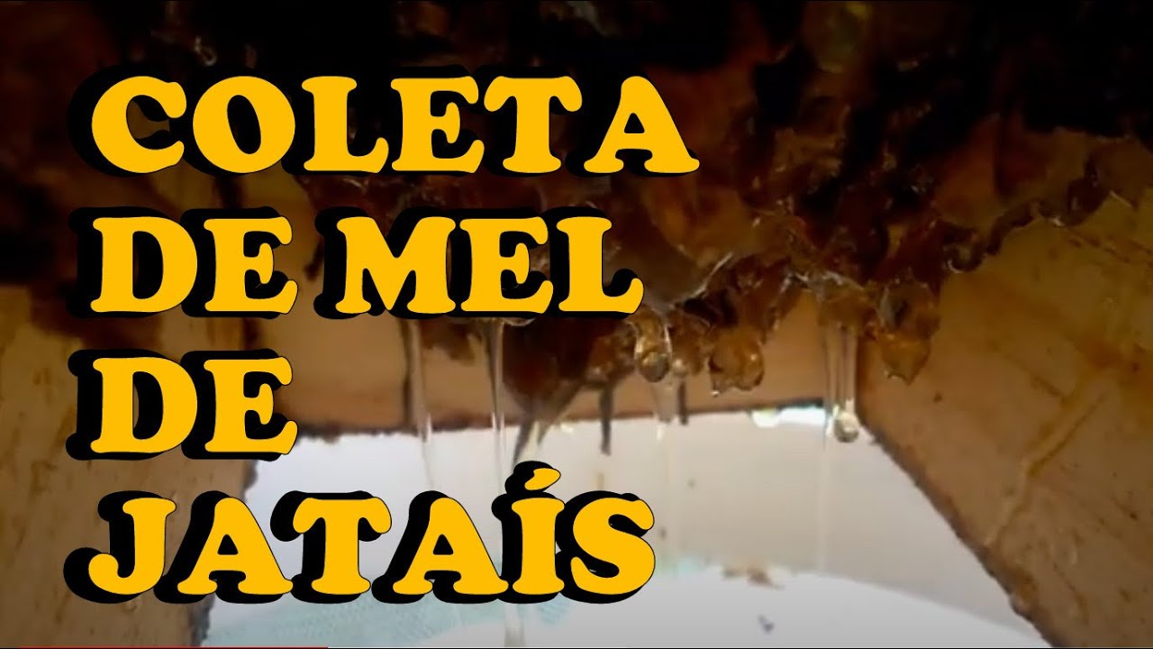 Coleta de mel de JATA&Iacute;S - Caixa modelo ASF BAHTTS!