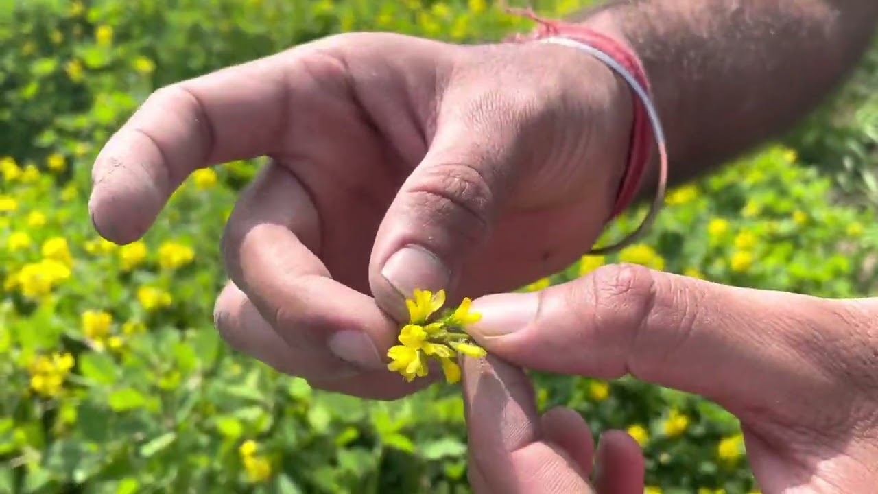 Field Observation | Chickpea | Radish | Carrot | Methi | Coriander | Spinach | All crops