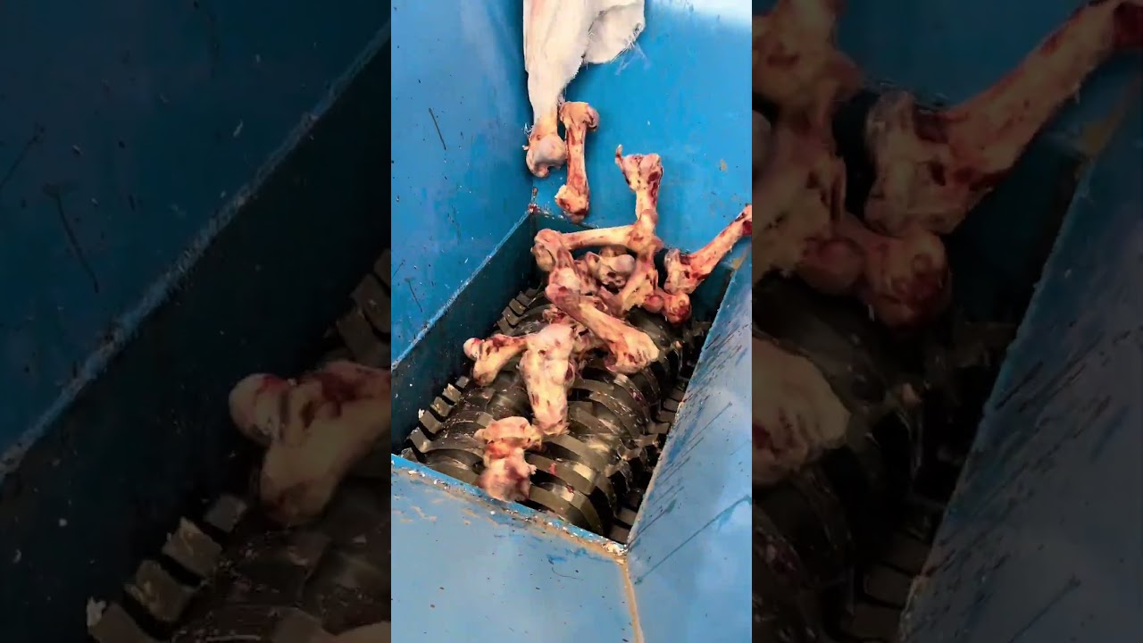 The process of processing beef shank bones with a head-breaking bone shredder#Two-shaft