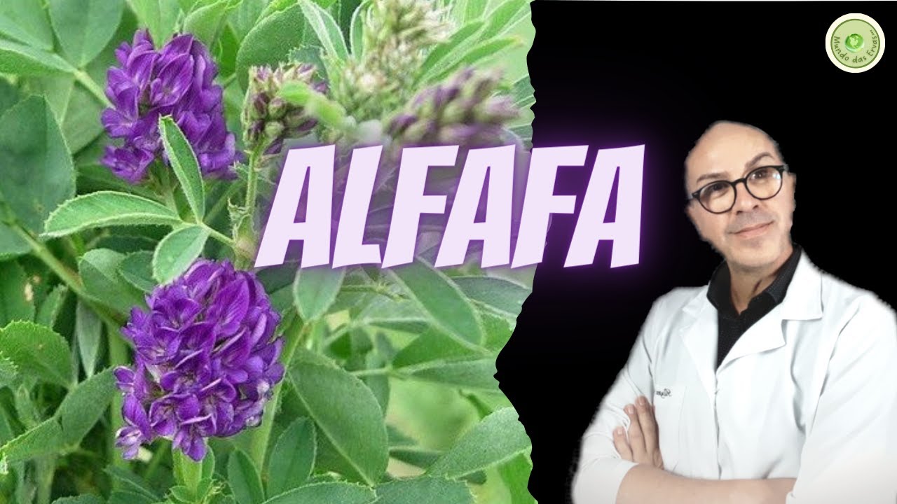 ALFAFA, rica em FITOESTROG&Ecirc;NIOS, NEUROPROTETORA, regula COLESTEROL, CALMANTE leve e indicada ANEMIA.