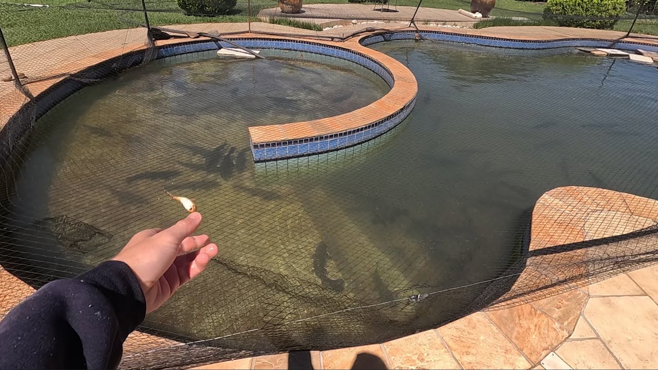 Joguei peixes para os trairões da piscina