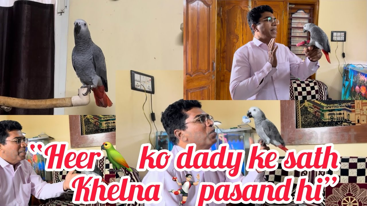 Heer Dady ke sath khel raha hi | Heer talking parrot #parrot #talkingparot #cute #birds #trending #