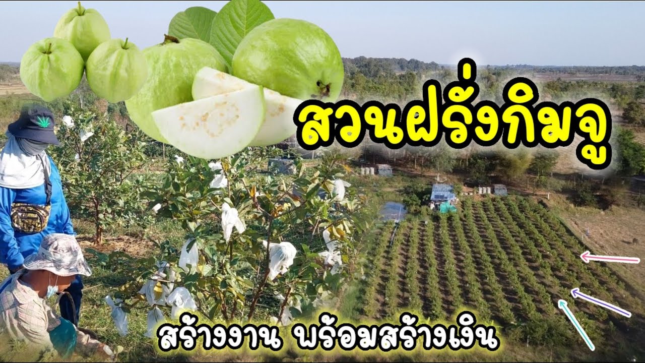 สวนฝรั่งกิมจู | สร้างงาน พร้อมสร้าง | มีรายได้ตลอดปี กับสวนของพี่คำรณ บ้านบ่อ