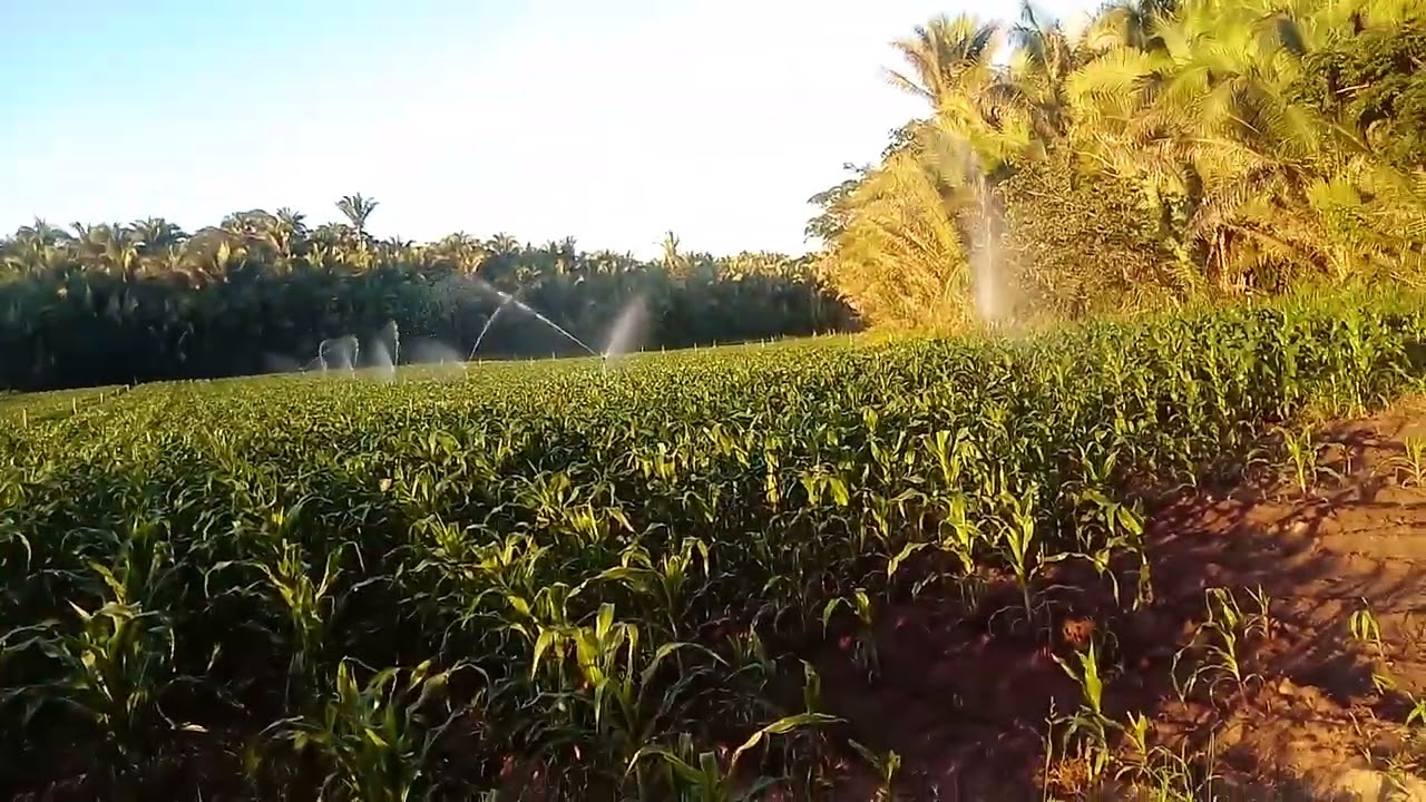 rigação  do milho verde.