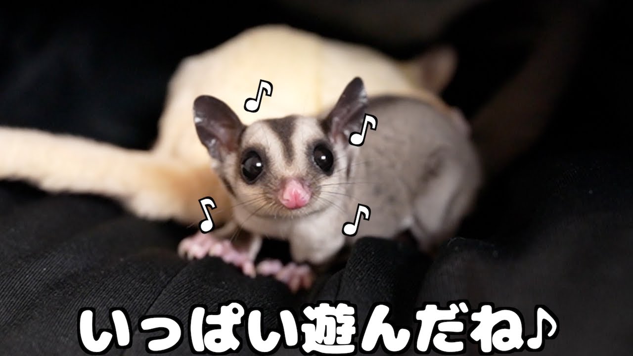 深夜に暴走!? モモンガたちの部屋んぽ劇場！