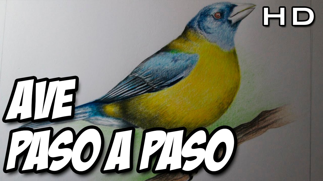 Cómo dibujar un ave con lápices de colores Paso a Paso - Tutorial Fácil