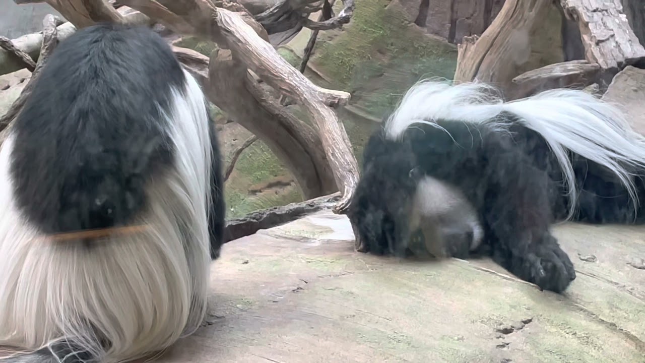 Minnesota zoo 2021