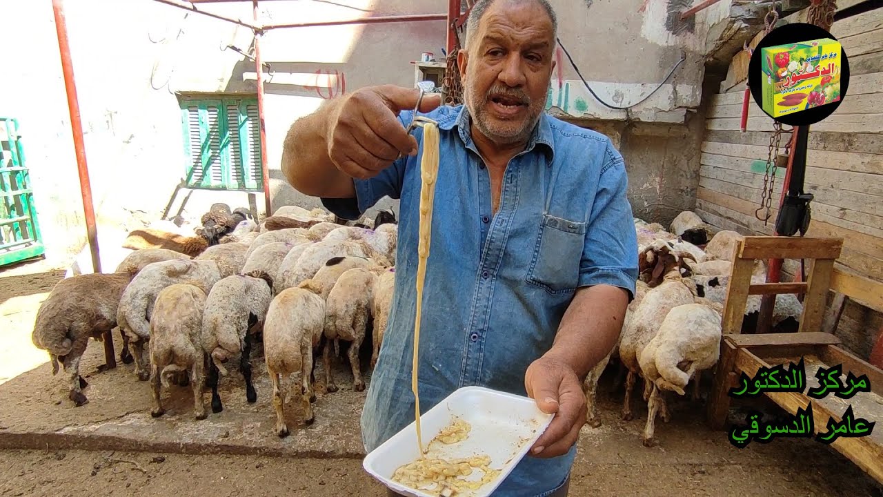 لهذا السبب لاتسمن الاغنام بتاكل كتير وبتخس والسبب (الاصابه بالديدان الشريطيه) الاعراض والعلاج
