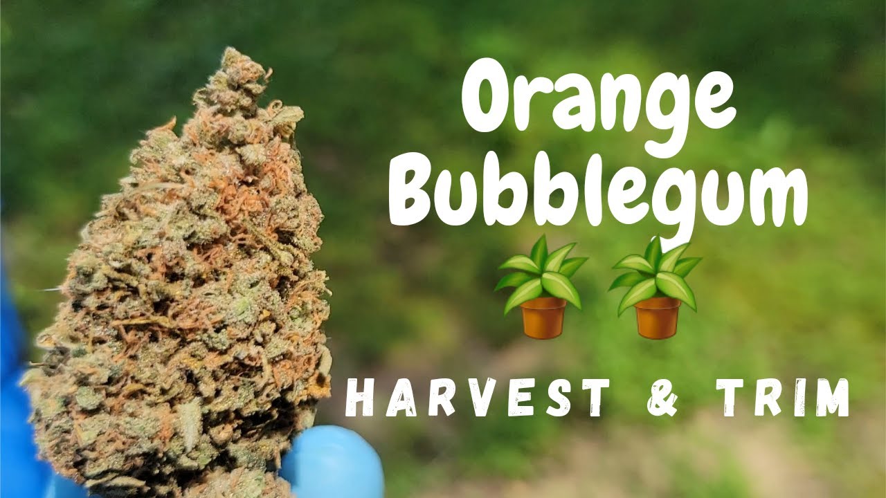 Orange BubbleGum Cannabis Trimming & Showcase