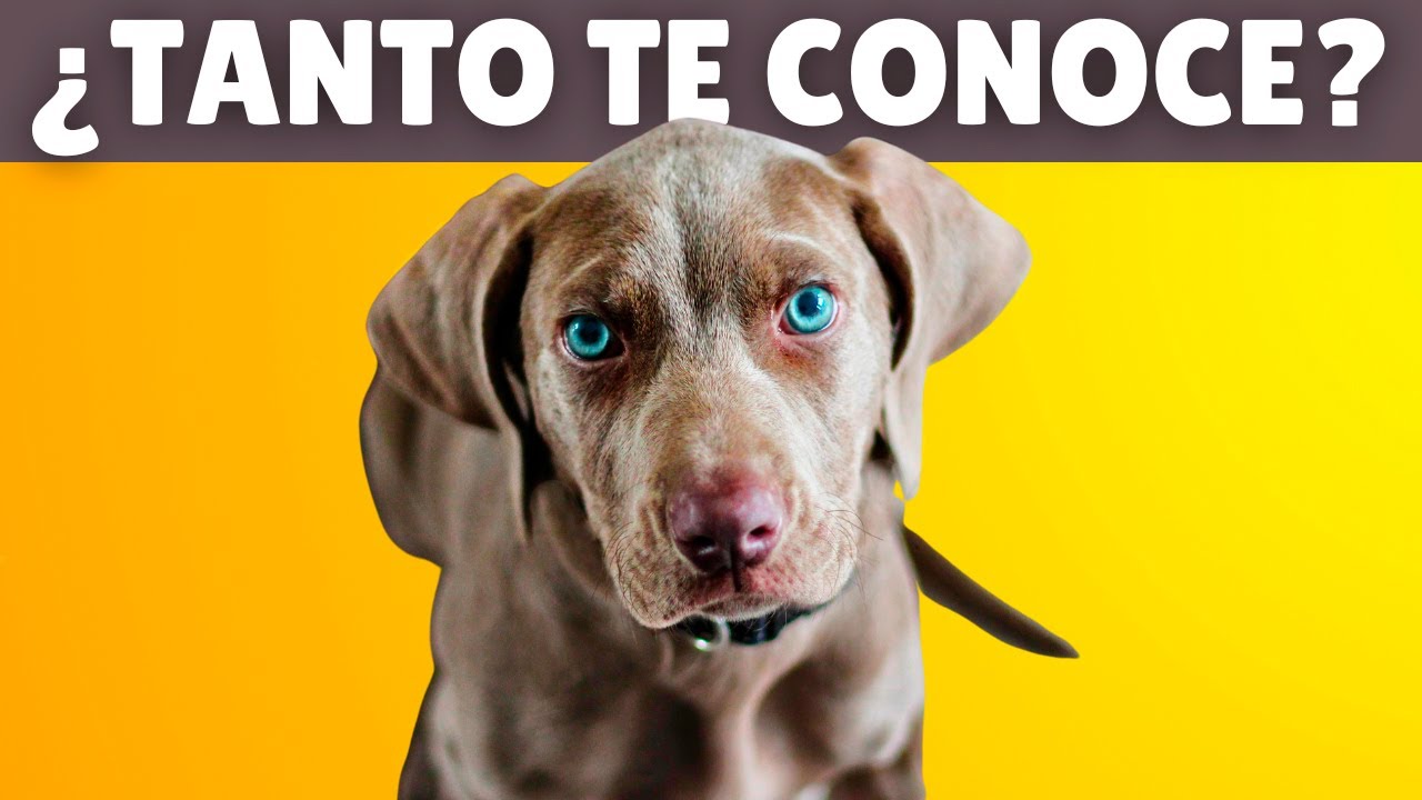 8 cosas que tu perro SABE DE TI