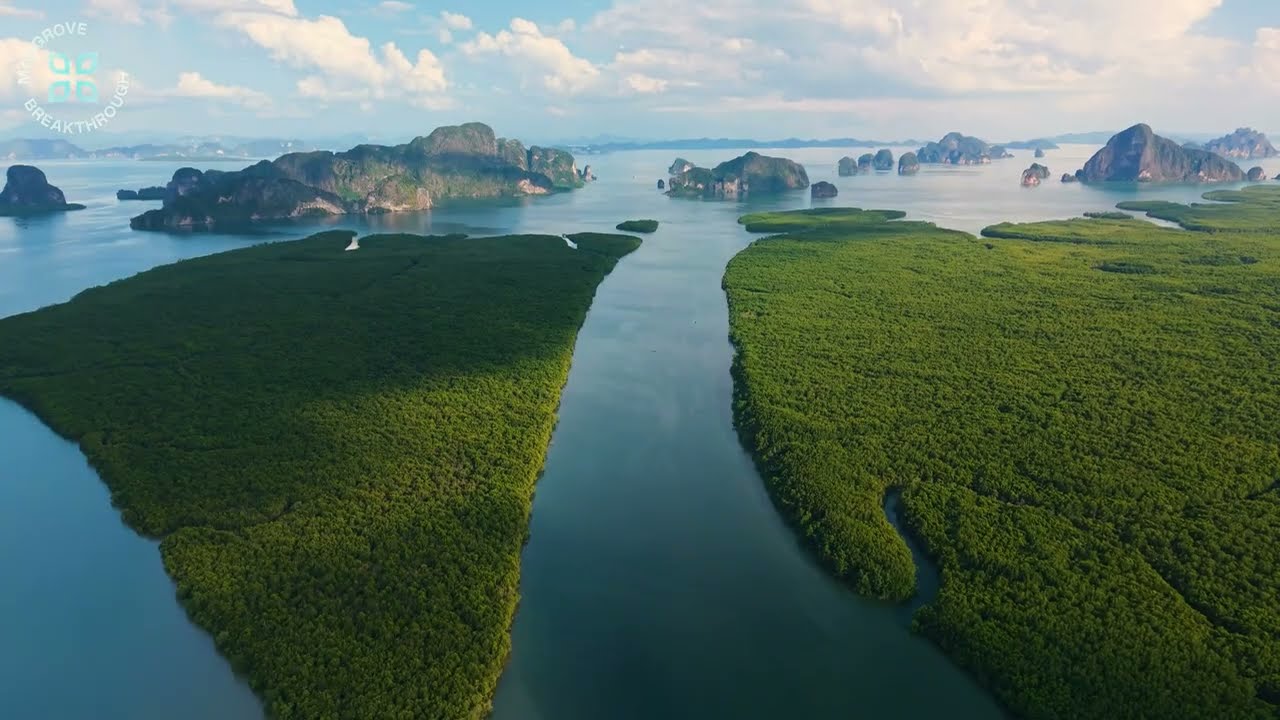 The Mangrove Breakthrough Official Trailer