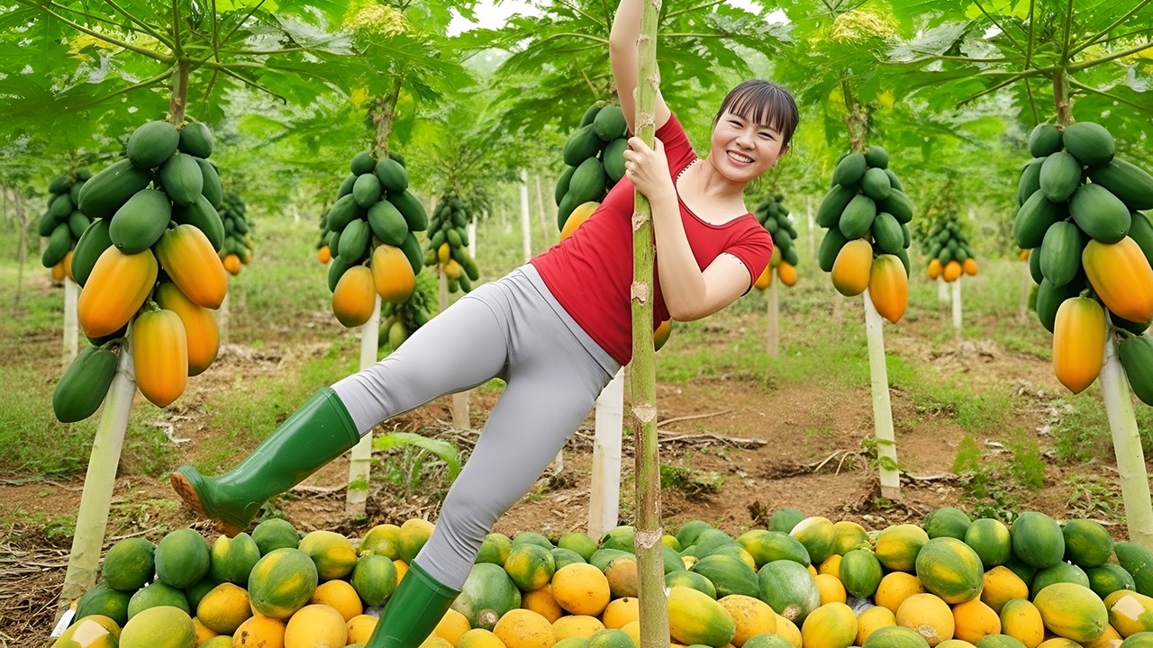 Cosechando Muchas Papayas Maduras | Al Mercado Rural y Cocina Tradicional