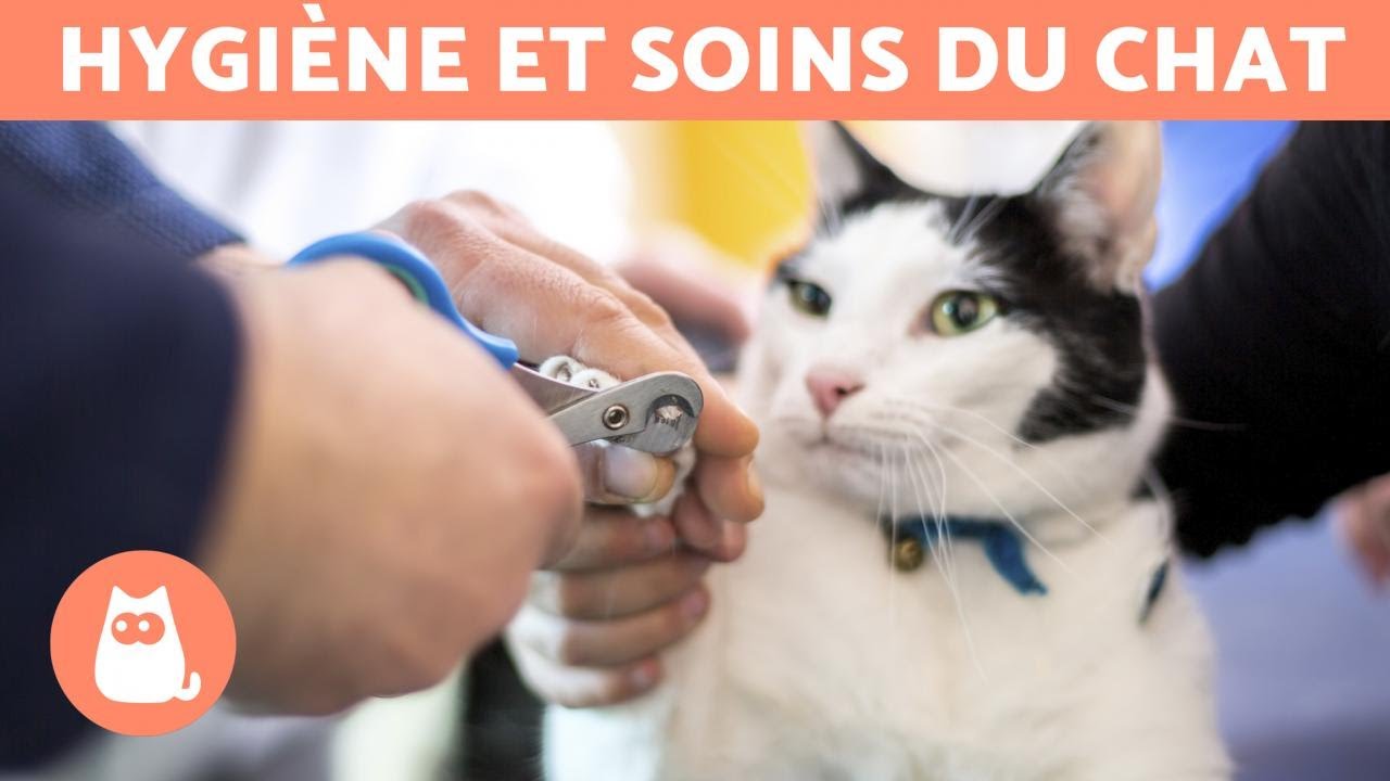 Comment couper les griffes d'un chat ? 🐱 &Eacute;tape par &eacute;tape