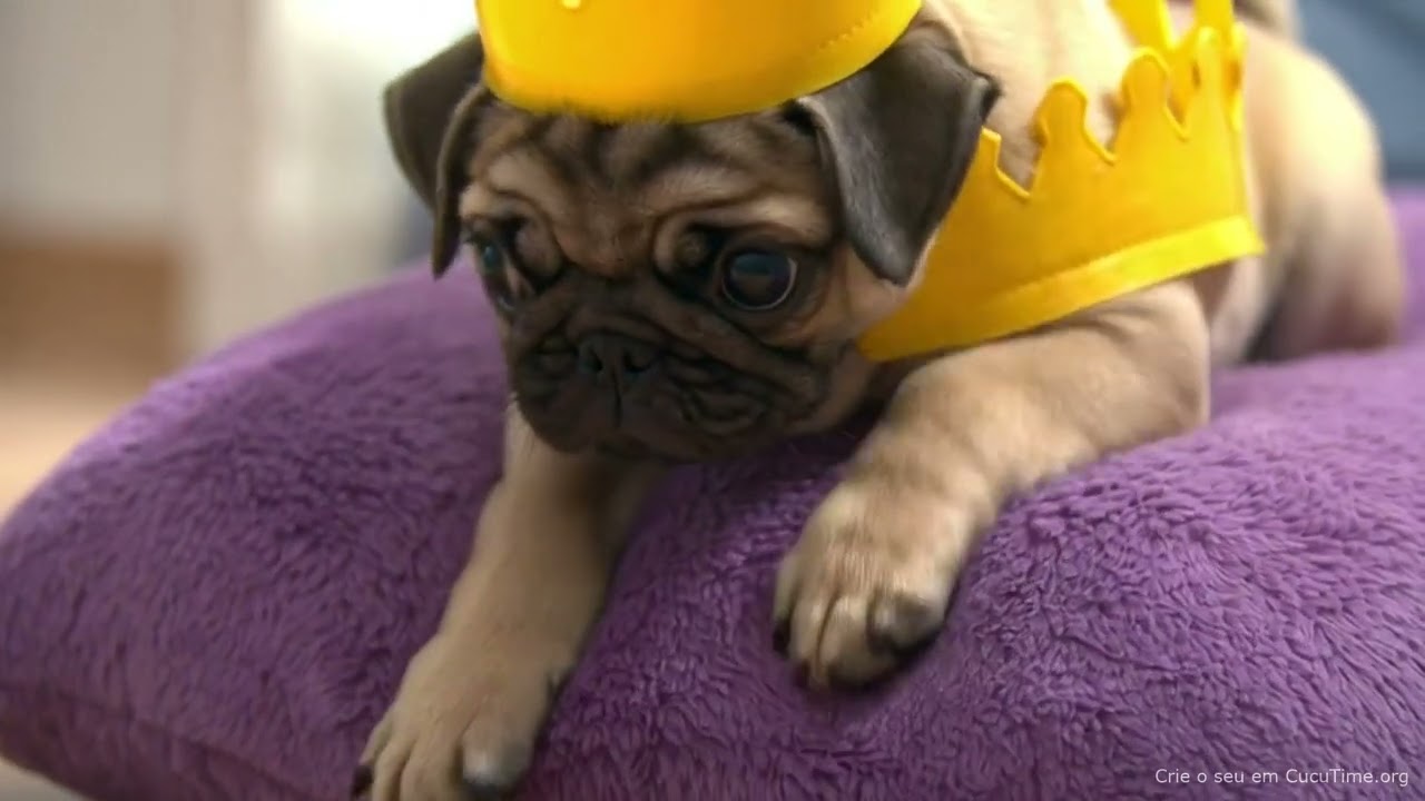 O Pug e seu Castelo de Almofadas