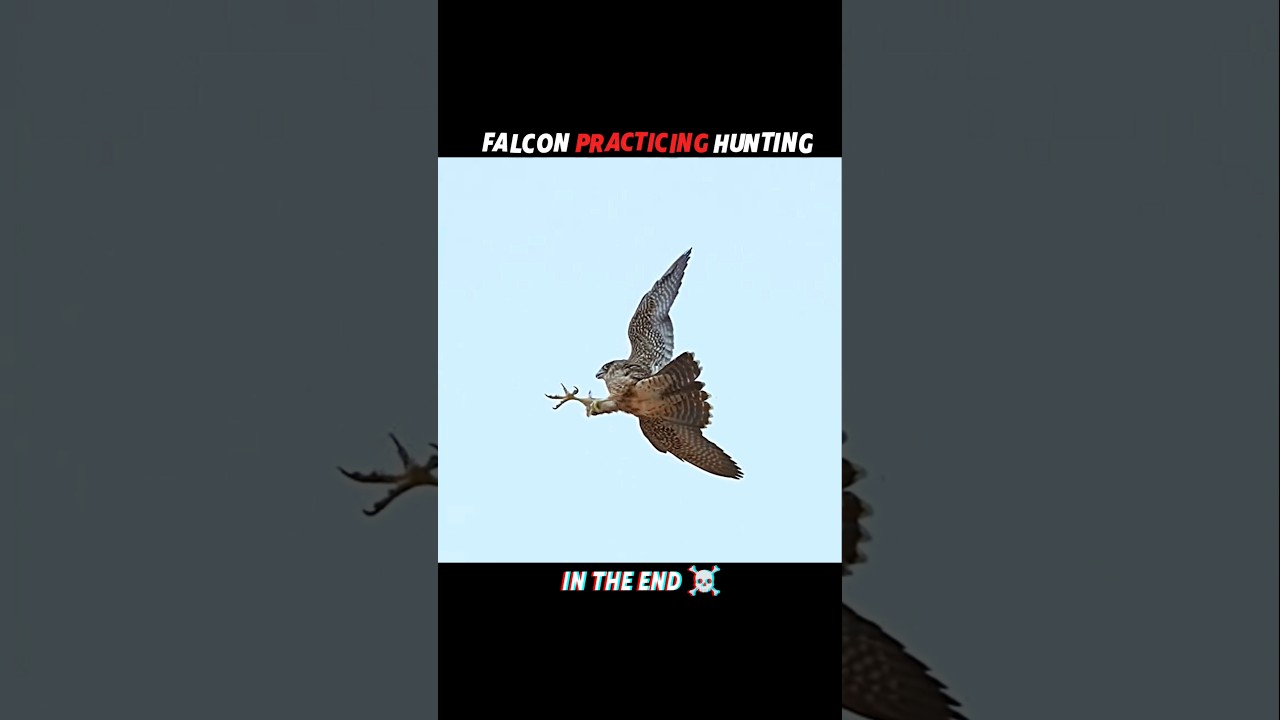 Falcon's Deadly Training - From Practice to Perfect Hunt #trending #animals #wildlife #falcon
