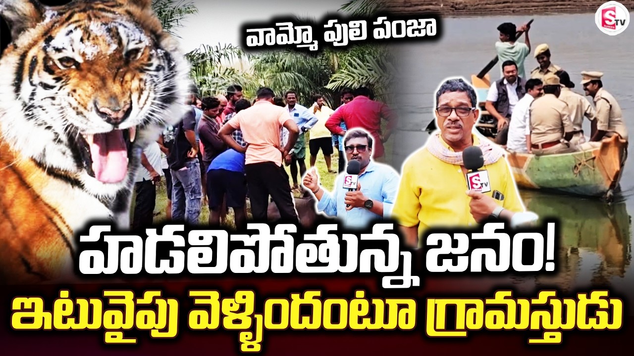 People are getting scared of the tiger's claws! | Rampachodavaram | Tiger Daily Report |@SumanTVr...