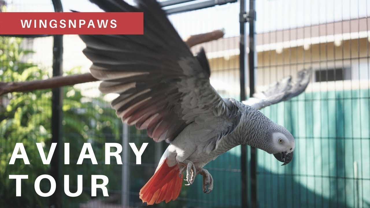 Aviary Tour with my African Grey