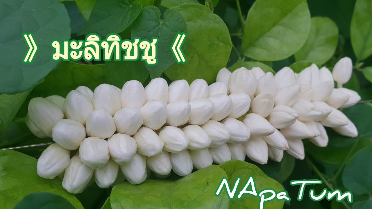 ทำมะลิทิชชู่ ไม่พันด้าย ไม่ทากาว แบบง่ายๆ | Ep.3 | NApaTum
