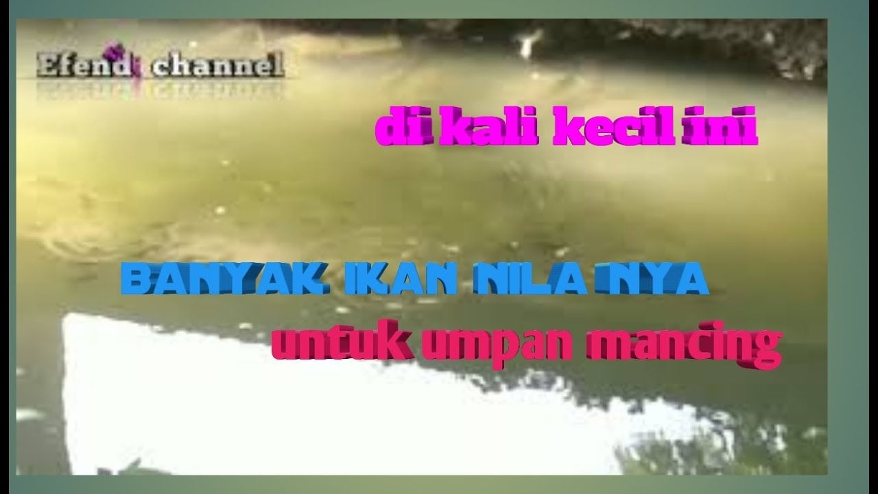 #umpanikanhidup  banyak ikan nila | di kali kecil /umpan ikan nila jitu