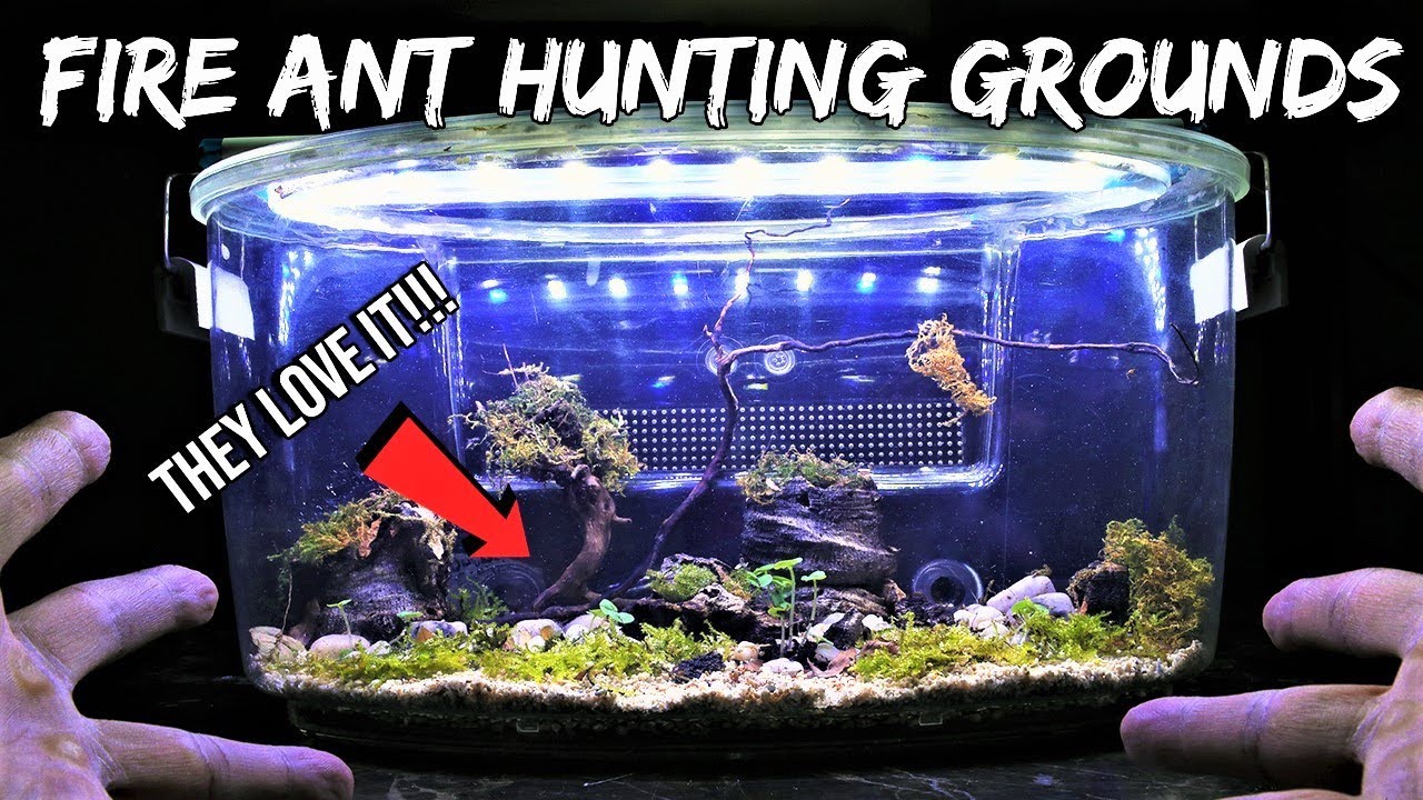 FIRE ANTS REACT TO THEIR NEW HUNTING GROUNDS
