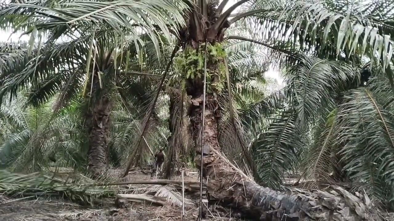 TERNYATA PANEN SAWIT BUAH YANG NYEPIT DIPELEPAH BUTUH PERJUANGAN DAN KESABARAN