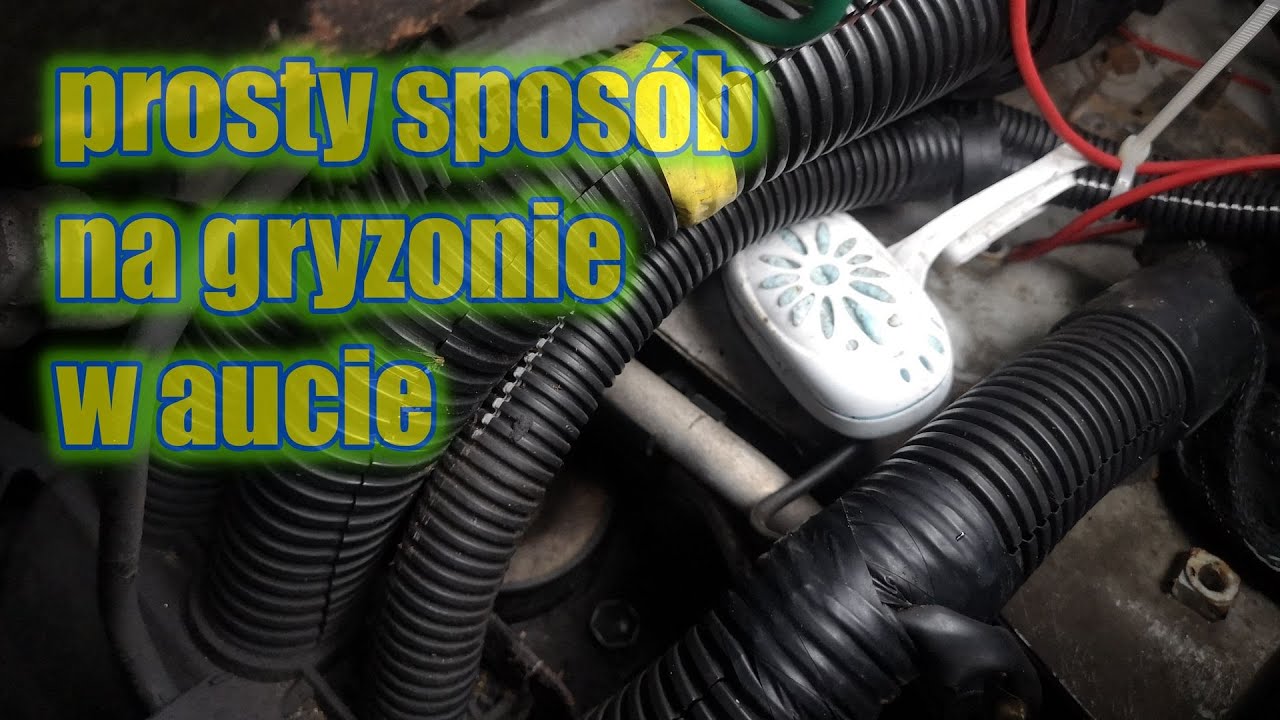 Myszy go nie nienawidzą! stosując ten jeden prosty trick pozbył się gryzoni z auta 🤣  /446