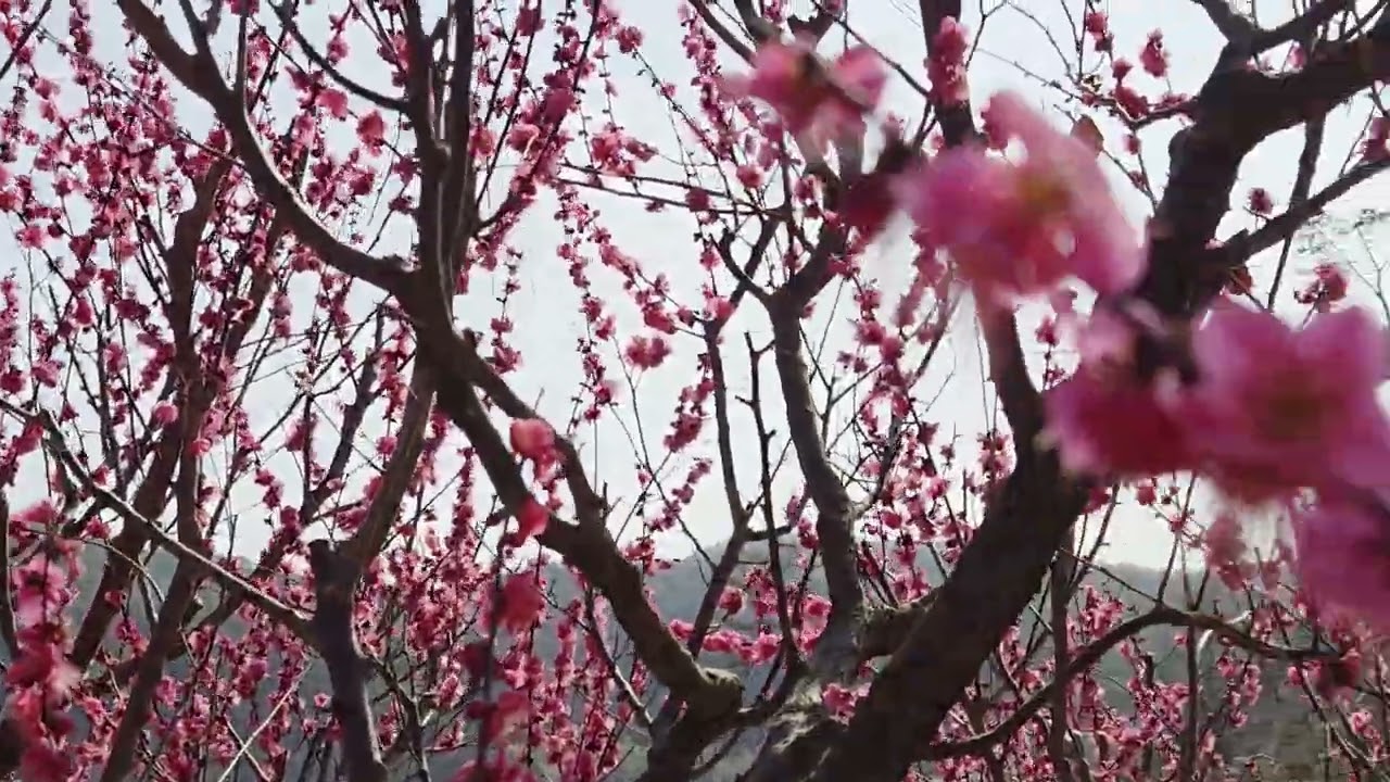 기장 매화원