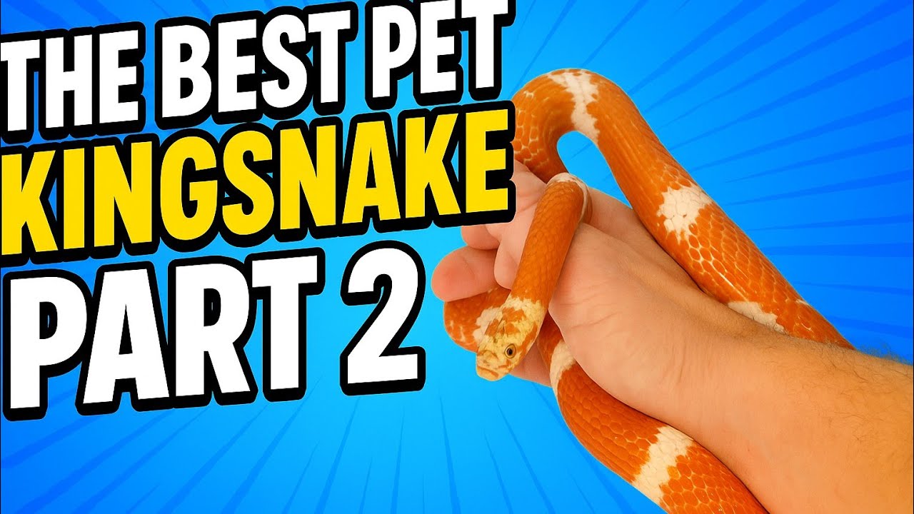 Best Pet Kingsnake Pt 2 Nelson's Milk Snake???