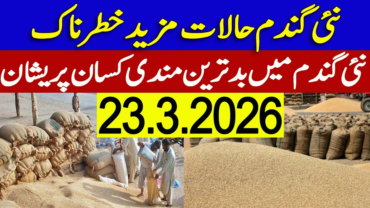 New Gandum Rates Today 2026 ! Wheat Support Price 2026