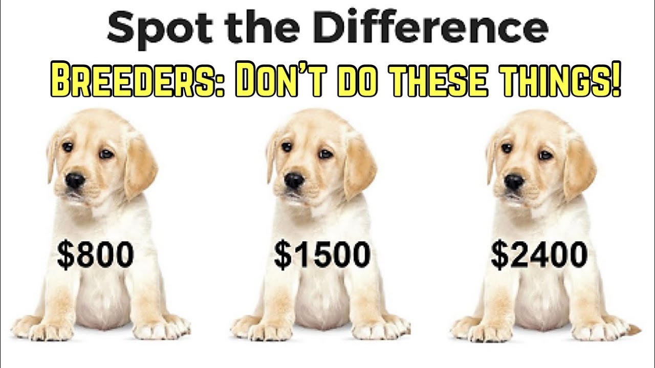 Things you SHOULD NOT do as a dog breeder