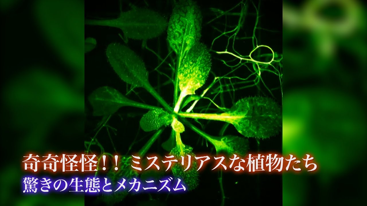 奇奇怪怪！！ミステリアスな植物たち 驚きの生態とメカニズム｜ガリレオX第237回