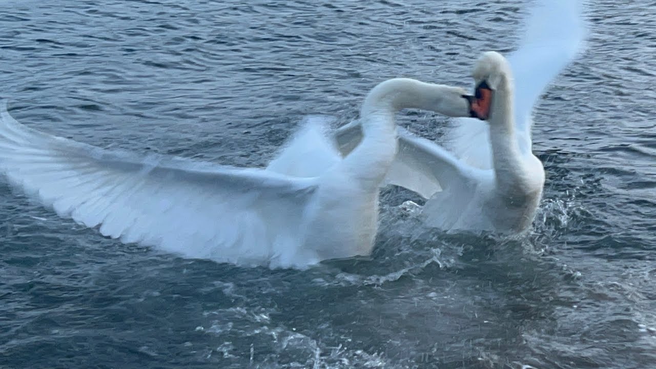 Mute Swans Fight! Very Brutal!