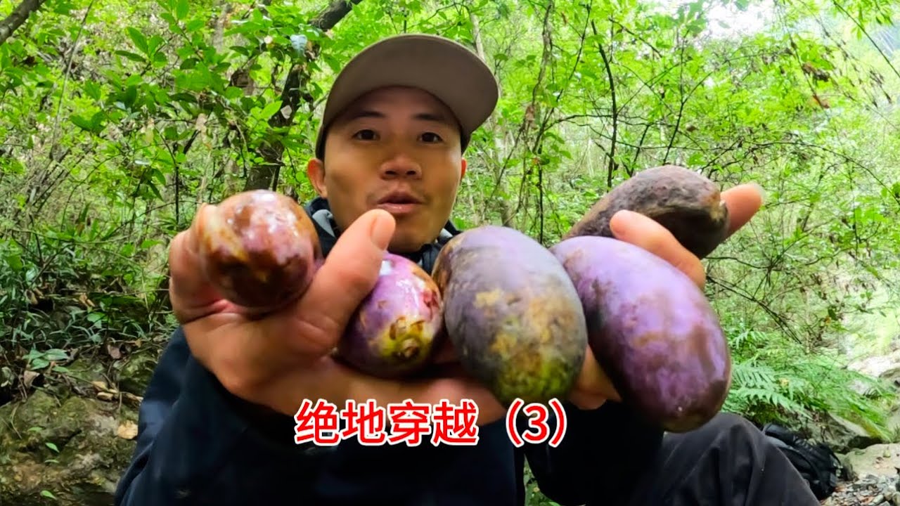 今天好运爆棚，捡了好多野生水果，还有很多山药慢慢地越来越顺利