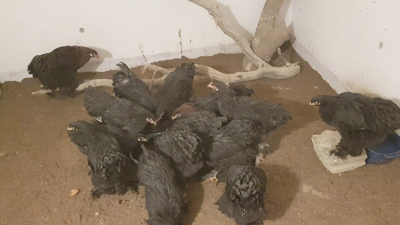 Brahmas 7+ months old🐣🤗