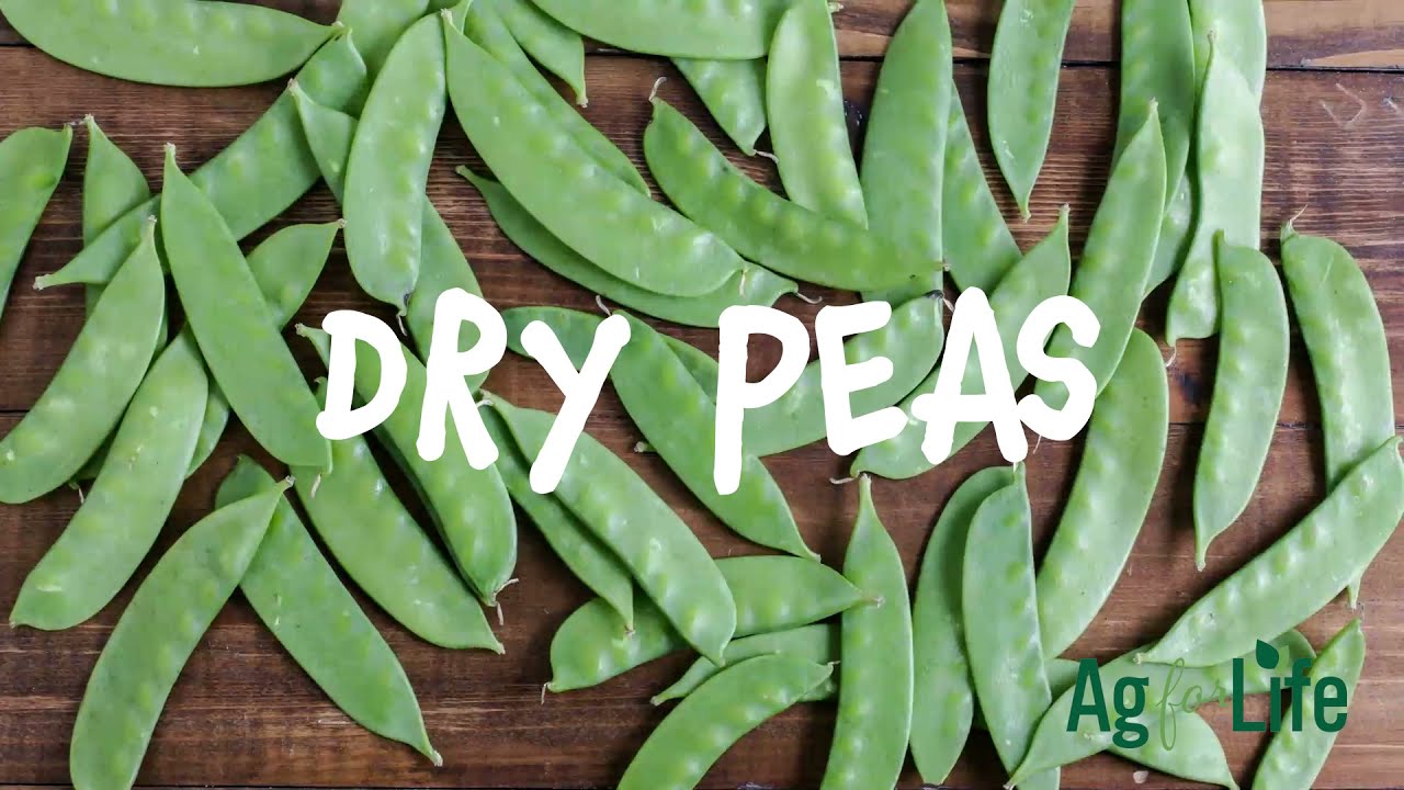 Dry Peas
