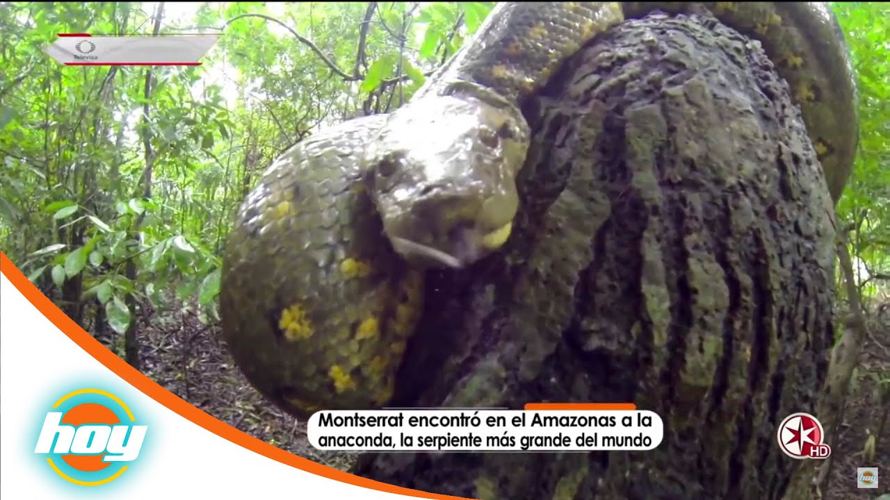 En busca de la anaconda del Amazonas | Montserrat presenta | Hoy
