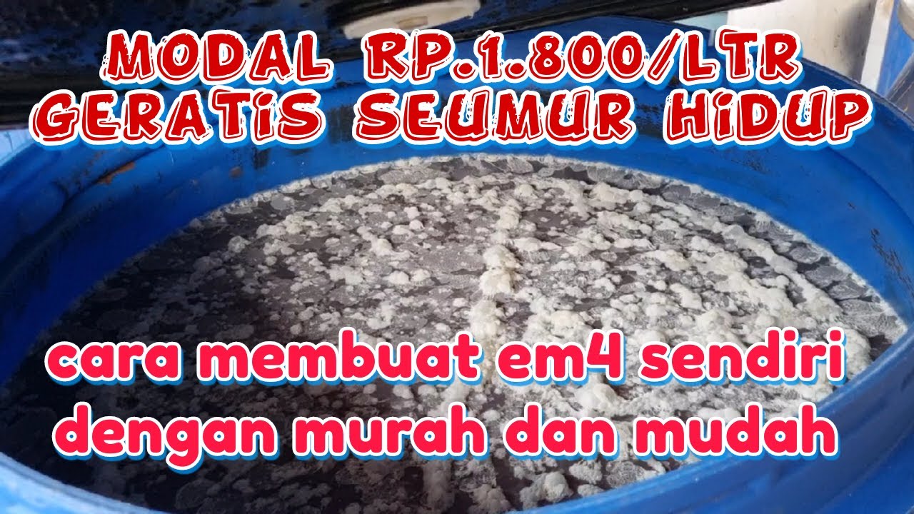 CARA MEMBUAT EM4 SENDIRI DENGAN MUDAH MODAL Rp1.800/ltr SATU KALI BELI EM4 BISA GRATIS SEUMUR HIDUP