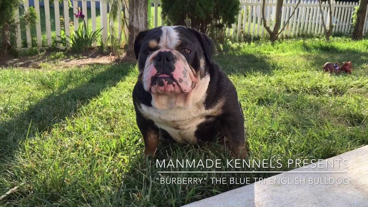 RARE ENGLISH BULLDOG BLUE TRI LILAC TRI; ENGLISH BULLDOG PUPPIES FOR SALE; BULLDOG PUPPIES FOR SALE