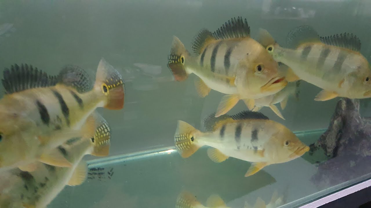 Amazing Peacock Bass Growth Rate...From 2