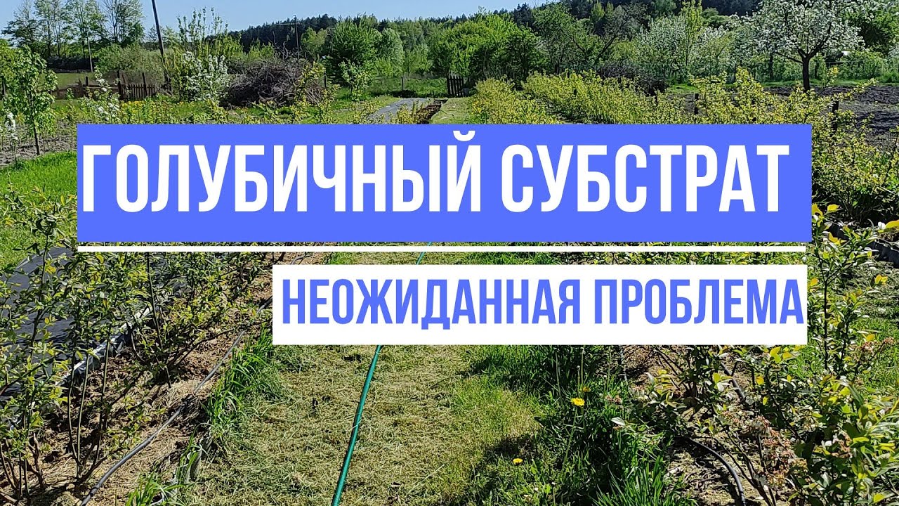 Торф для голубики. Неожиданная ПРОБЛЕМА.