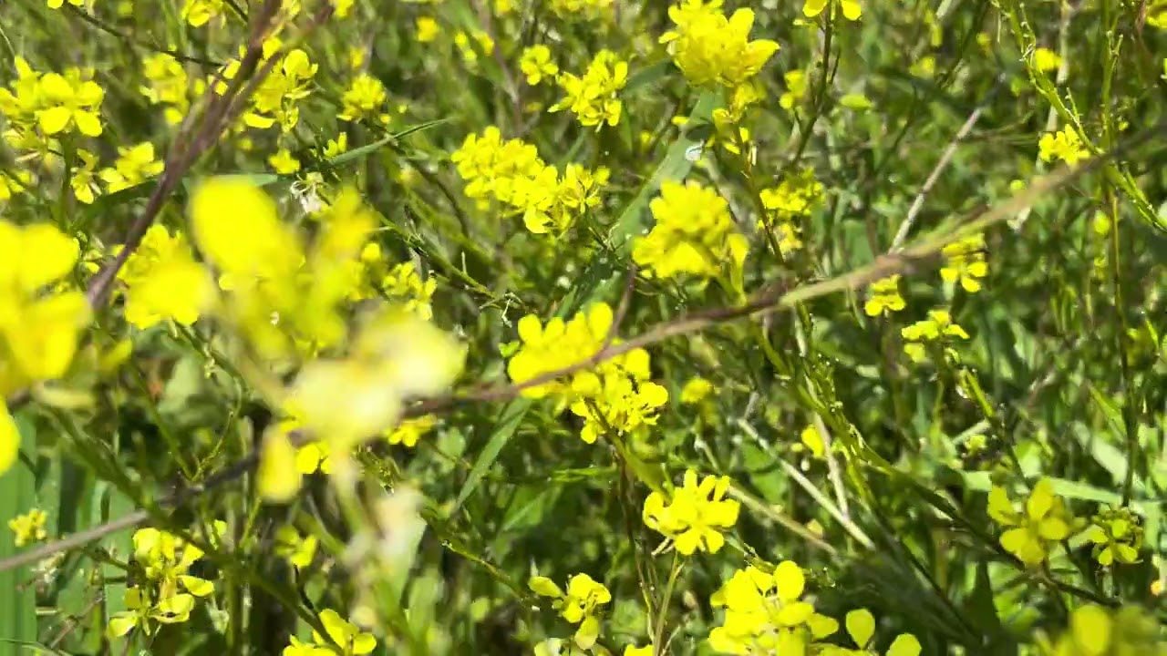   Çalışkan arılar🐝 #arılar #köydeyaşam #nature #keşfetteyiz #köyhayatı #köy 